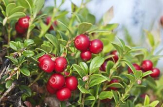 Чи безпечно вживати відвар брусниці: Альтернатива чаю?