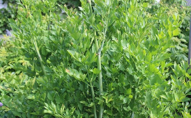 Ефективне застосування любистку: Від давніх традицій до сучасності