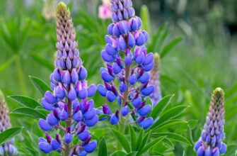 Як доглядати за квіткою люпин: поради для здорового зростання рослини