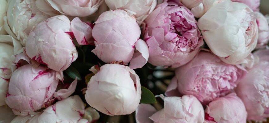 Букети з півоній: чарівність і асортимент студії LoraShen для вас