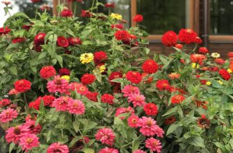 Скільки часу потрібно майорам для звикання до нових умов?