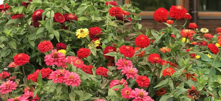 Скільки часу потрібно майорам для звикання до нових умов?