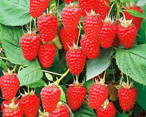 Різновиди малинового дерева: огляд популярних сортів та їх особливості