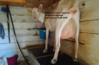 Тривалість вагітності кози: скільки місяців чекати на козенят?