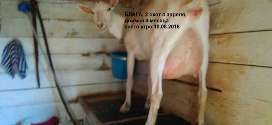 Тривалість вагітності кози: скільки місяців чекати на козенят?