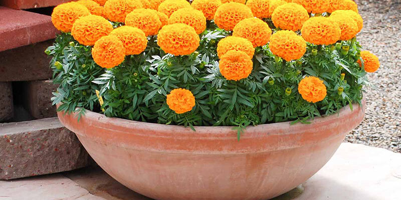 Як доглядати за чорнобривцями в горщику: поради та рекомендації