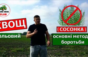 Ефективні методи знищення хвоща польового: найкращі засоби та поради