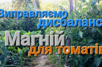 Оптимальні способи підживлення томатів магнієм: інструкція та поради