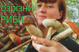 Підберезовик vs білий гриб: відмінності, які варто знати грибникам