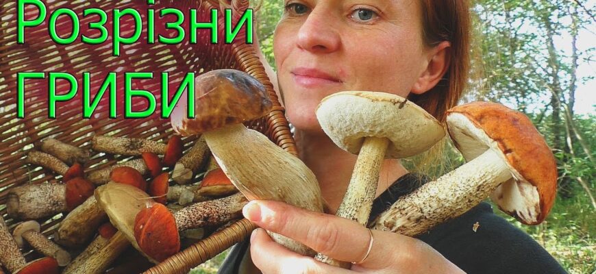 Підберезовик vs білий гриб: відмінності, які варто знати грибникам