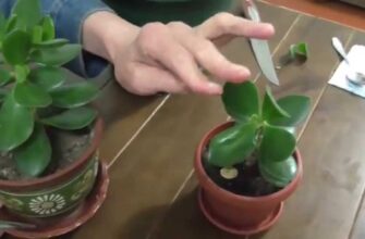 Як правильно надати форму Товстянці: покрокове керівництво