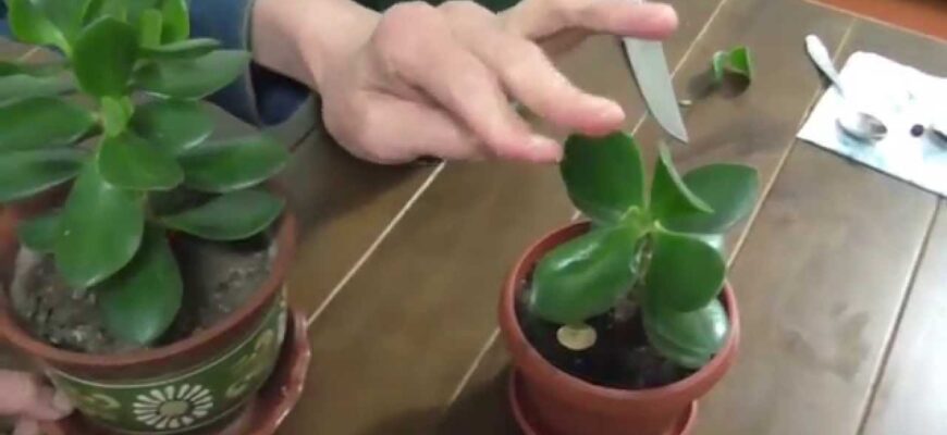 Як правильно надати форму Товстянці: покрокове керівництво