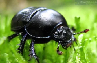 Чому людину називають “жук”: значення та походження виразу