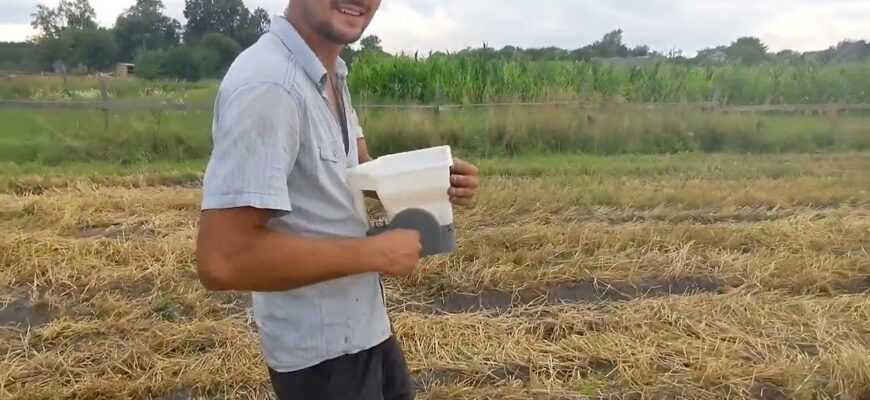 Правильна посадка олійної редьки: поради для високих врожаїв