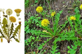 Лікувальні властивості кульбаби: Які хвороби допомагає здолати ця квітка