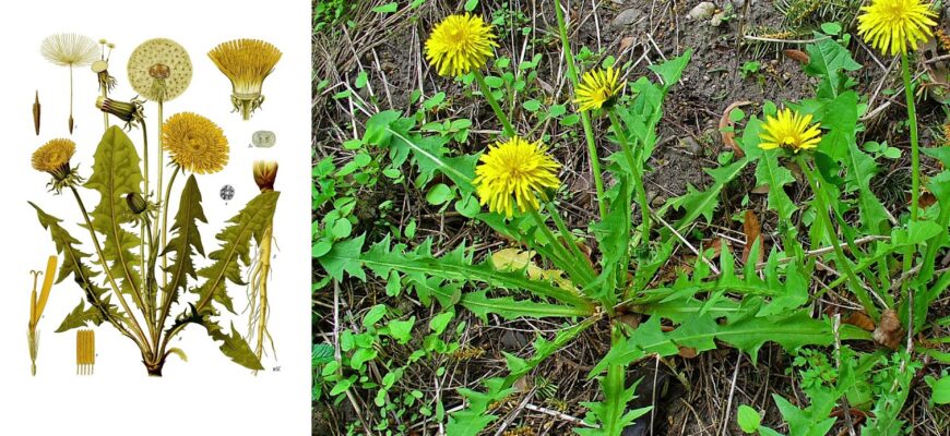 Лікувальні властивості кульбаби: Які хвороби допомагає здолати ця квітка