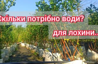Оптимальний графік поливу кущів лохини: частота та рекомендації