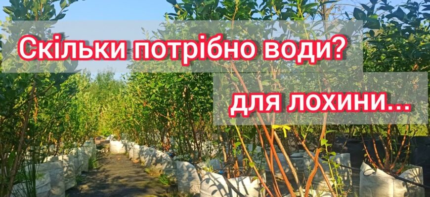 Оптимальний графік поливу кущів лохини: частота та рекомендації