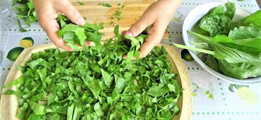 Як оптимально сушити листя подорожника: покроковий гайд для початківців