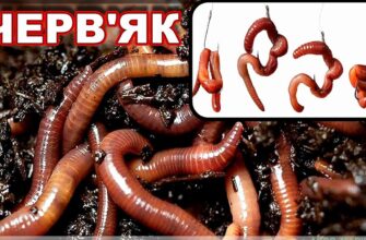 Чи ефективні дощові черв’яки для риболовлі: поради та рекомендації