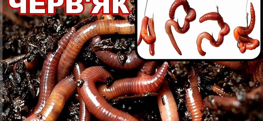 Чи ефективні дощові черв’яки для риболовлі: поради та рекомендації