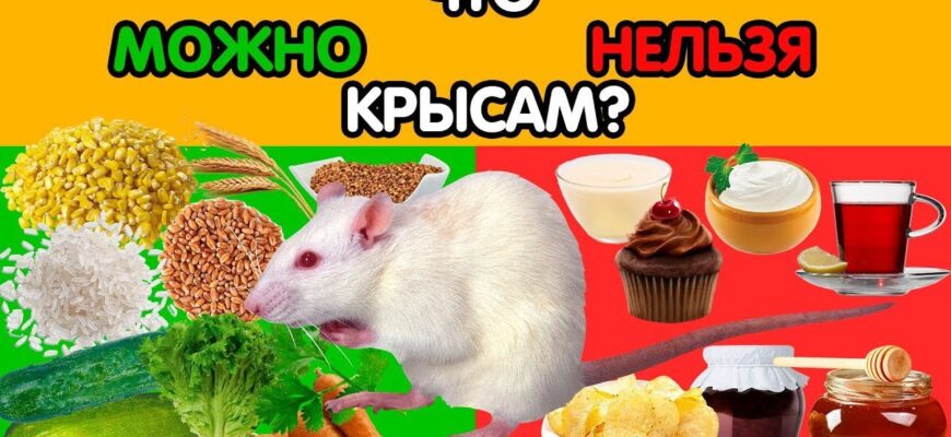 Що можна їсти крисам: повний гід по здоровому харчуванню гризунів