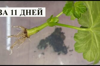 Як правильно заварити герань: покрокова інструкція та поради