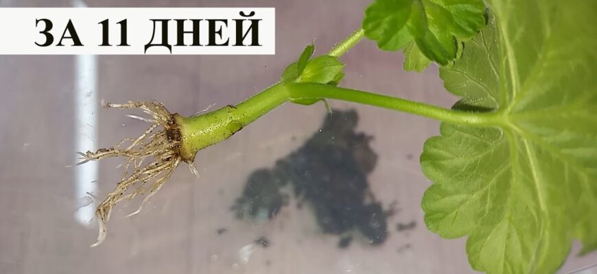 Як правильно заварити герань: покрокова інструкція та поради