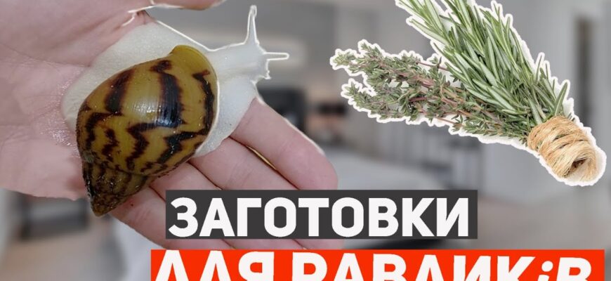 Які трави безпечні та корисні для годування равликів вдома