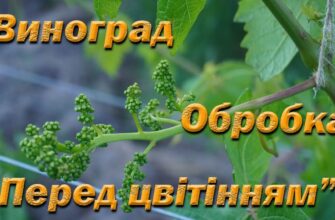 Чи дозволено обприскувати виноград перед цвітінням: поради експертів