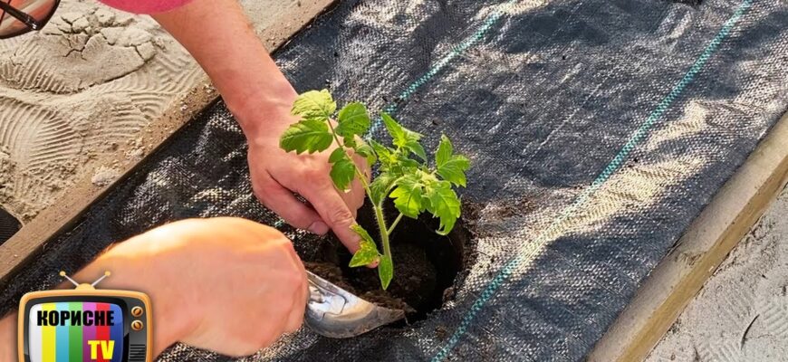 Що додати в лунку при посадці розсади селери: поради та рекомендації