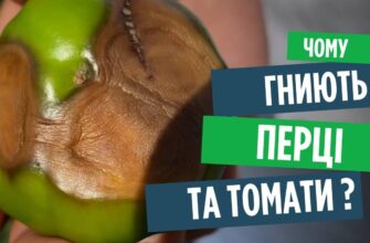 Ефективні способи боротьби з вершинною гниллю на перцях у вашому саду