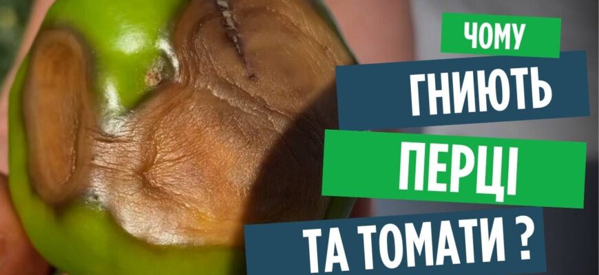 Ефективні способи боротьби з вершинною гниллю на перцях у вашому саду