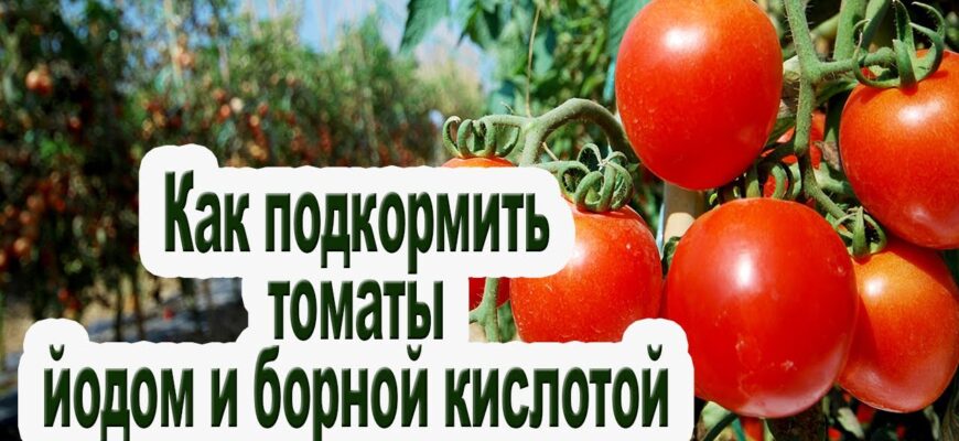 Ефективна обробка помідорів: борна кислота, йод та молоко для кращого врожаю