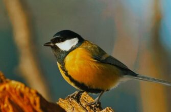 Як синиця подає голос: особливості співу пташки для пошуку партнера