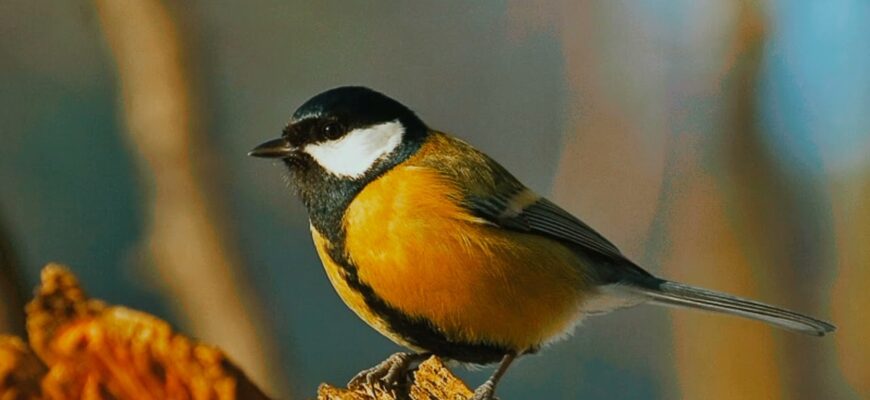 Як синиця подає голос: особливості співу пташки для пошуку партнера