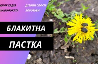 Ефективні методи боротьби з Оленкою волохатою: поради та засоби