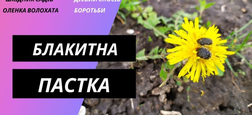 Ефективні методи боротьби з Оленкою волохатою: поради та засоби