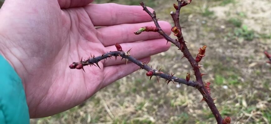 Як ефективно активувати бруньки троянди: поради та методи для садівників
