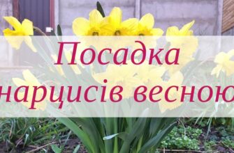 Чи можлива весняна пересадка тюльпанів і нарцисів: поради та рекомендації