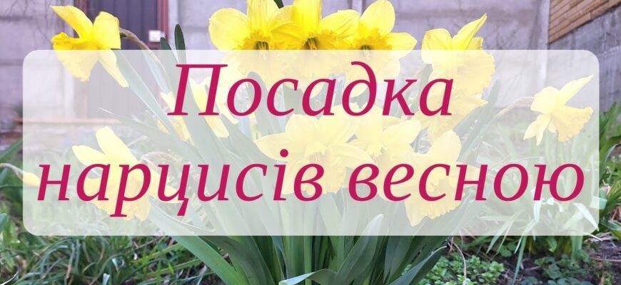 Чи можлива весняна пересадка тюльпанів і нарцисів: поради та рекомендації