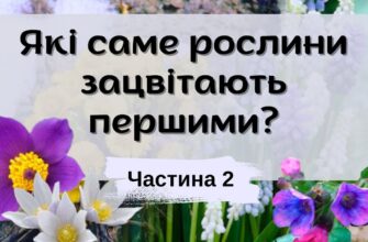 Перші квіти Москви: Які рослини розквітають навесні найраніше?
