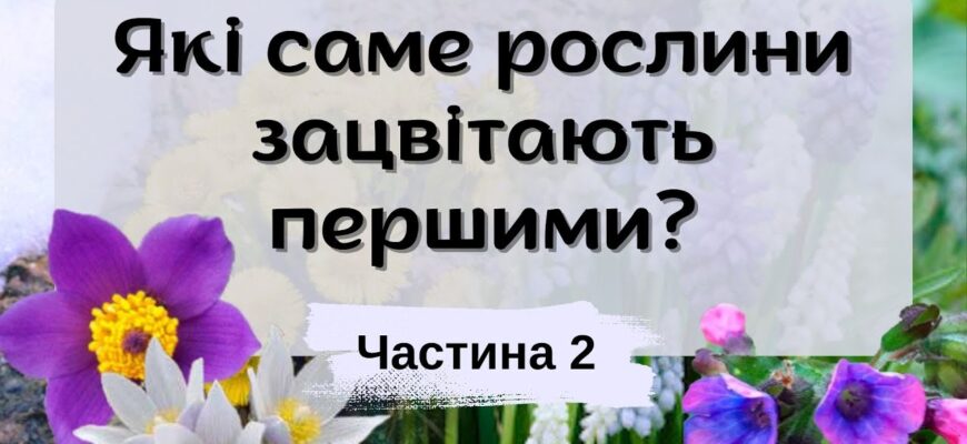 Перші квіти Москви: Які рослини розквітають навесні найраніше?