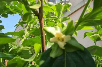 Причини опадання квітів хурми: що впливає та як запобігти?