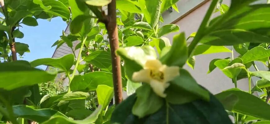 Причини опадання квітів хурми: що впливає та як запобігти?