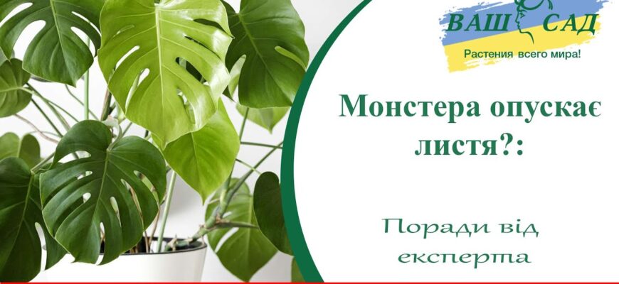 Чому в монстери з’являються краплі на листках: основні причини та рішення