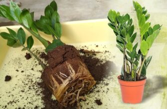 Оптимальний час та поради для пересадки заміокулькаса вдома