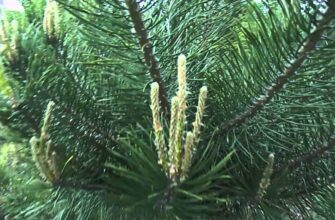 Корисні властивості молодих пагонів сосни: застосування та переваги