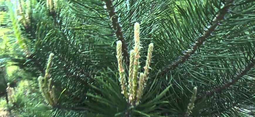 Корисні властивості молодих пагонів сосни: застосування та переваги