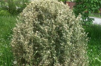 Хтось об’їдає самшит: захист вашої рослини від шкідників